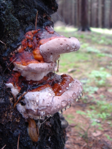 práchnovček pásikavý Fomitopsis pinicola (Sw.) P. Karst.