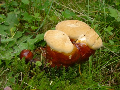 lesklokôrovka obyčajná Ganoderma lucidum (Curtis) P. Karst.