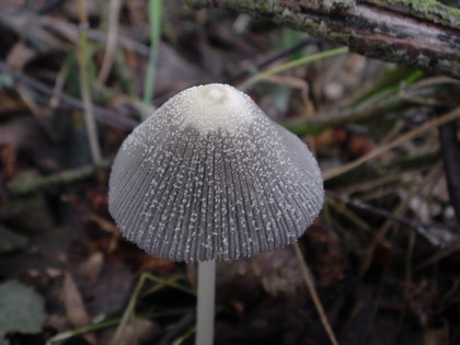 hnojník Coprinus sp.