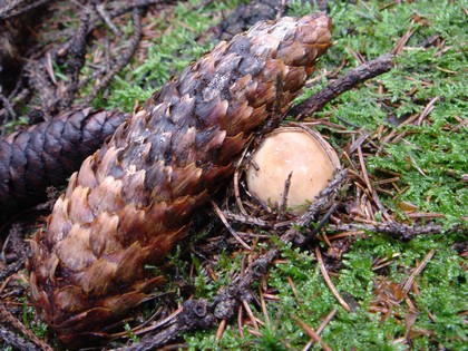 skrývačka - hríb smrekový Boletus edulis Bull.