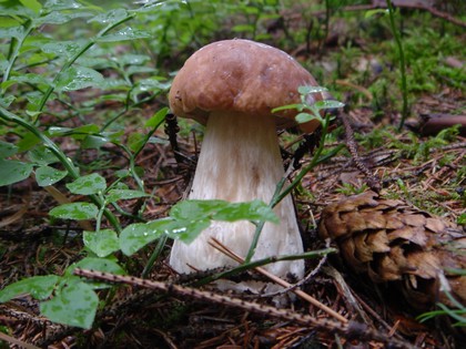 hríb smrekový Boletus edulis Bull.