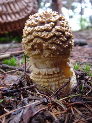 muchotrávka kráľovská Amanita regalis (Fr.) Michael