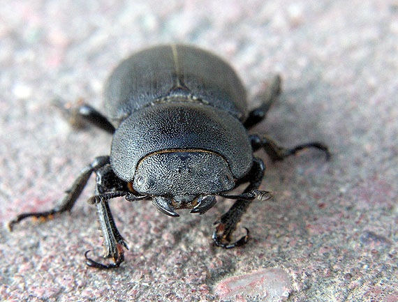 roháčik obyčajný Dorcus parallelopipedus