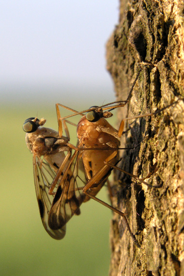 strehúň Symphoromya imaculata