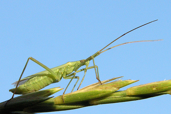 bzdocha asi zákernica Reduviidae