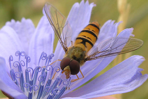 pestrica pruhovaná Episyrphus balteatus