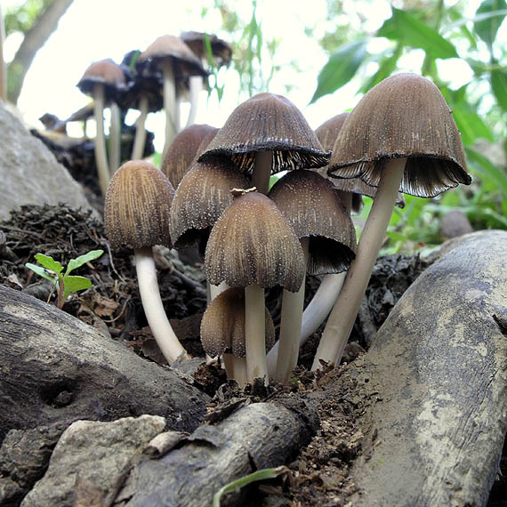 hnojník ligotavý Coprinellus micaceus (Bull.) Vilgalys, Hopple & Jacq. Johnson