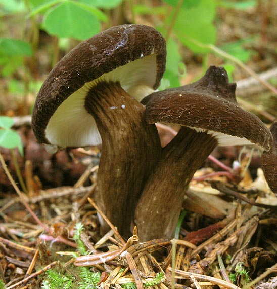 rýdzik čiernozamatový Lactarius lignyotus Fr.