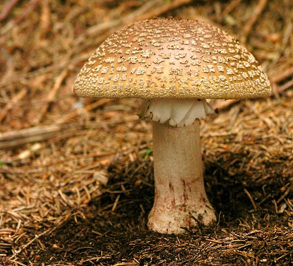 muchotrávka červenkastá Amanita rubescens Pers.