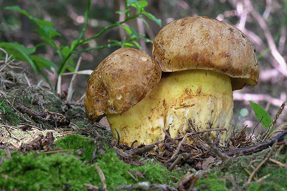 hríb horský Butyriboletus subappendiculatus (Dermek, Lazebn. & J. Veselský) D. Arora & J.L. Frank