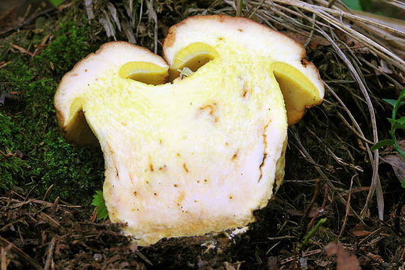 hríb horský Butyriboletus subappendiculatus (Dermek, Lazebn. & J. Veselský) D. Arora & J.L. Frank