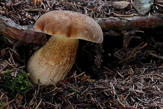 podhríb žlčový Tylopilus felleus (Bull.) P. Karst.