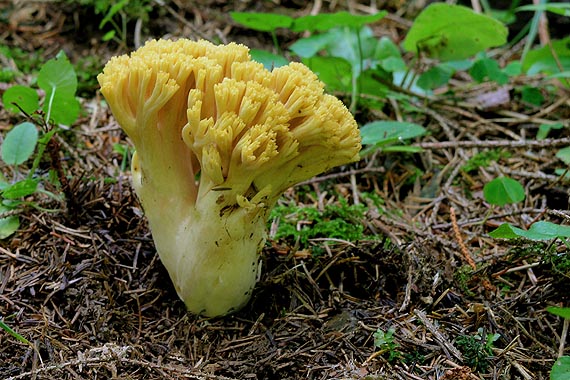 strapačka zlatožltá Ramaria aurea (Schaeff.) Quél.