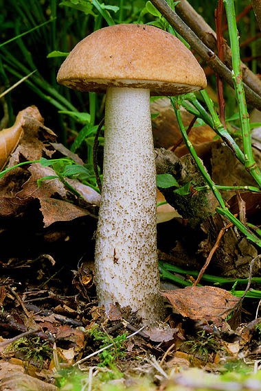 kozák brezový Leccinum scabrum (Bull.) Gray