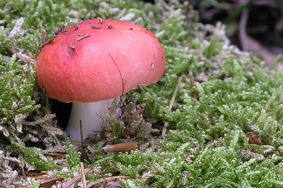 plávka škodlivá Russula emetica (Schaeff.) Pers.