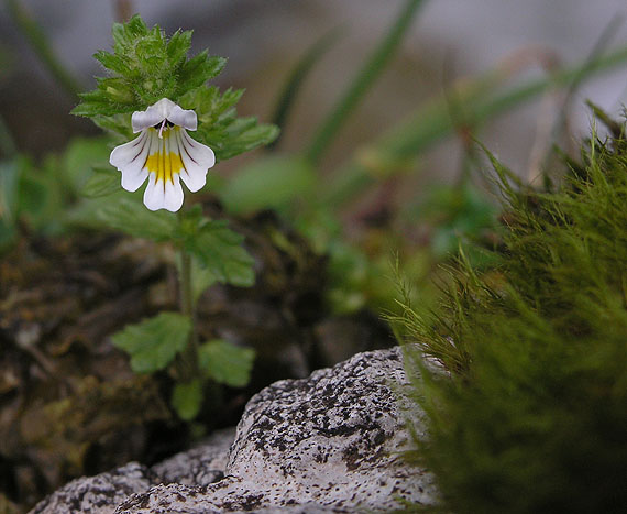 očianka rostkovova Euphrasia rostkoviana Hayne