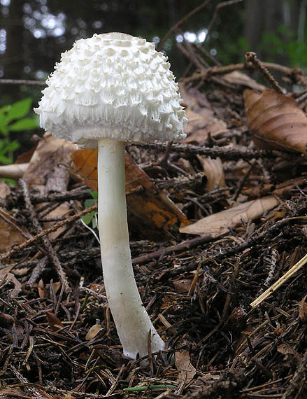 bedľa hustošupinatá Leucoagaricus nympharum (Kalchbr.) Bon