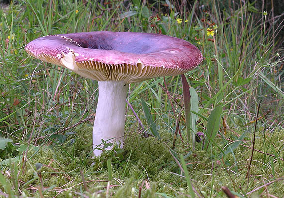 plávka celistvookrajová purpurová (??) Russula integra var. purpurea (??)