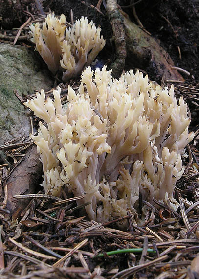 konárovka hrebenitá Clavulina coralloides (L.) J. Schröt.