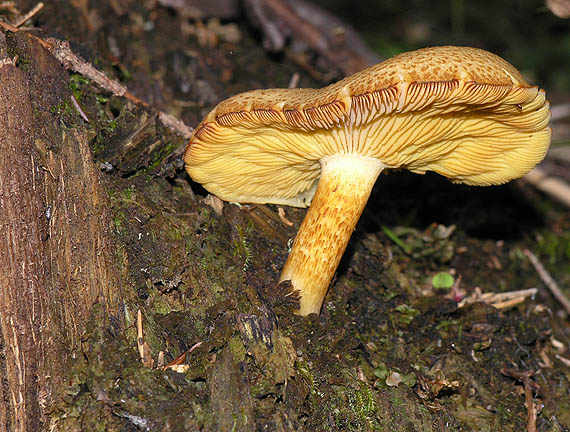 čírovec červenožltý Tricholomopsis rutilans (Schaeff.) Singer