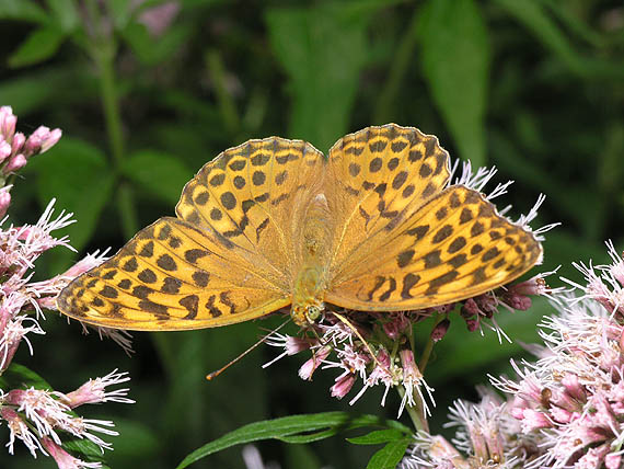 perlovec striebristopásavý Argynnis paphia L.