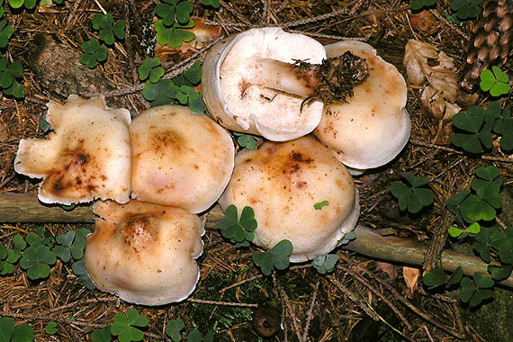 peniazovka škvrnitá Rhodocollybia maculata (Alb. & Schwein.) Singer