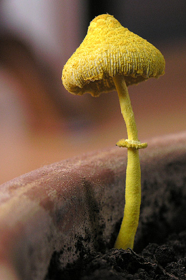 bedľovec citrónovožltý Leucocoprinus birnbaumii (Corda) Singer