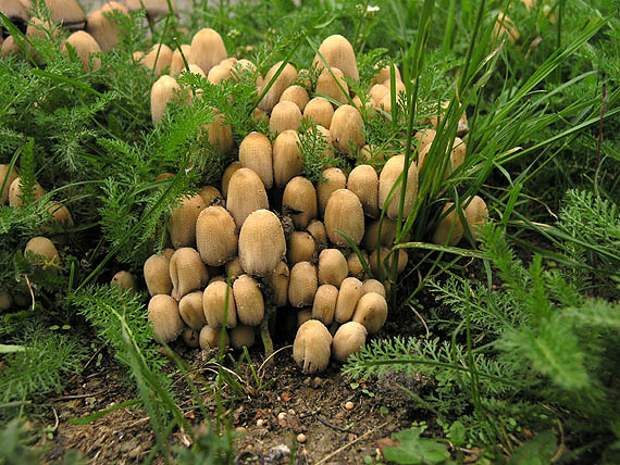 hnojník ligotavý Coprinellus micaceus (Bull.) Vilgalys, Hopple & Jacq. Johnson