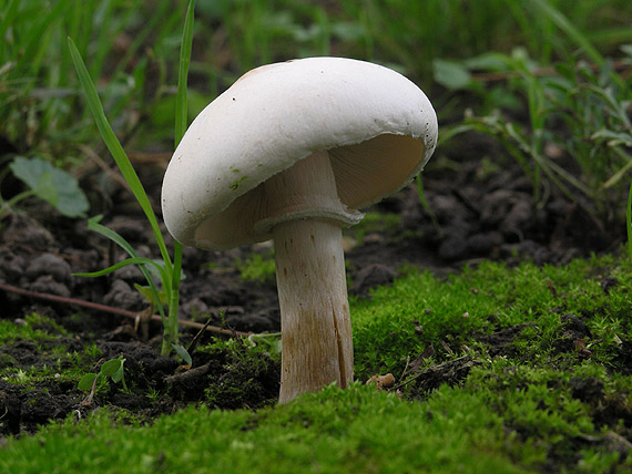 bedlica ružovolupeňová Leucoagaricus leucothites (Vittad.) Wasser