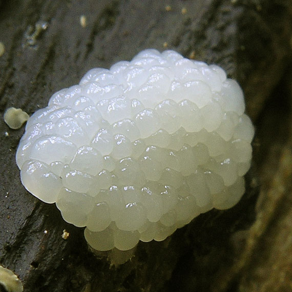 slizovka Myxomycetes