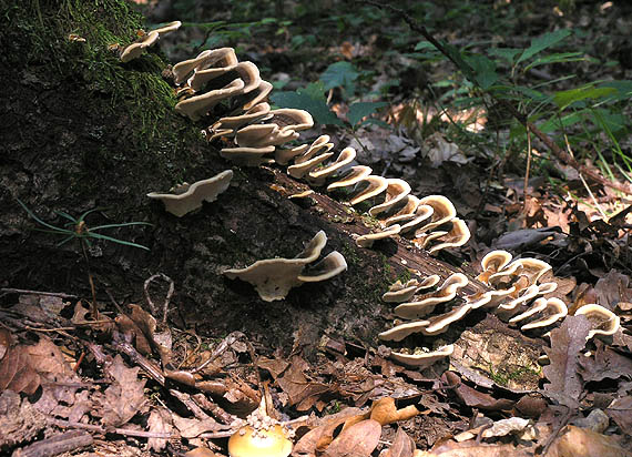 trúdnikovec pestrý Trametes versicolor (L.) Lloyd