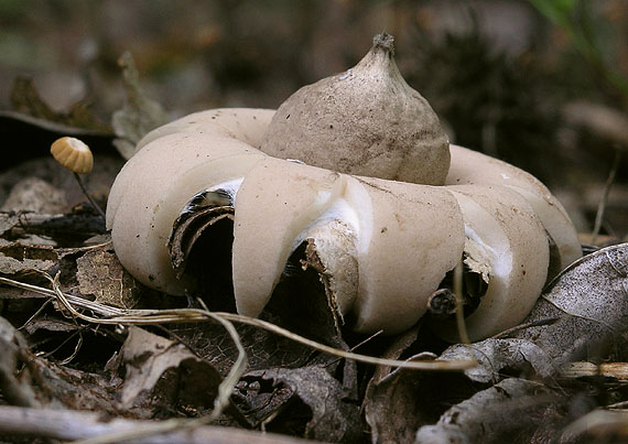 hviezdovka strapkatá Geastrum fimbriatum Fr.