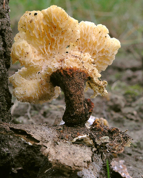 trúdnik Polyporus sp.