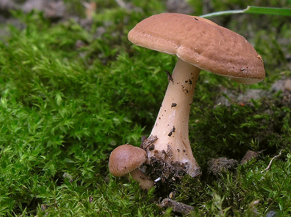 peniazovka Collybia sp.