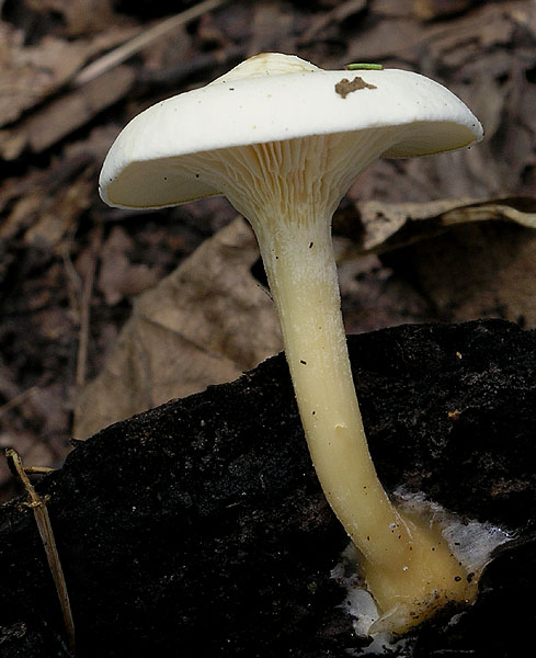 strmuľka Clitocybe sp.