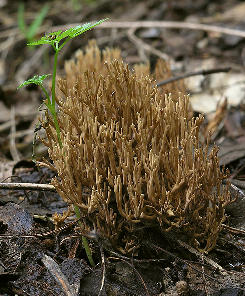 strapačka Ramaria sp.