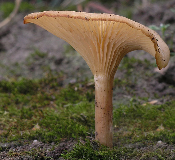 strmuľka lievikovitá Clitocybe infundibuliformis ??