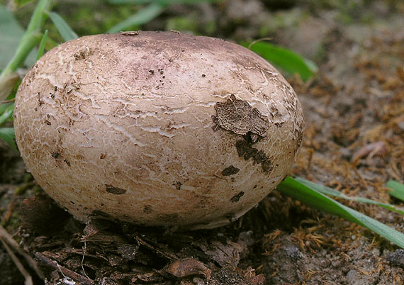 pestrec prášnicovitý Scleroderma areolatum Ehrenb.