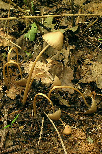 zvonovec Panaeolina foenisecia