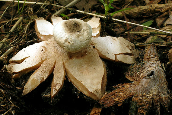 hviezdovka golierikovitá Geastrum striatum DC.