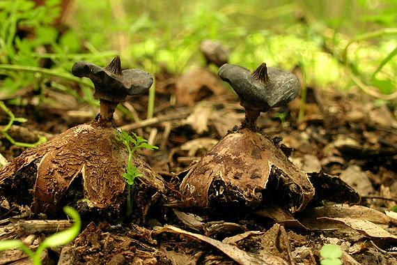 hviezdovka golierikovitá Geastrum striatum DC.