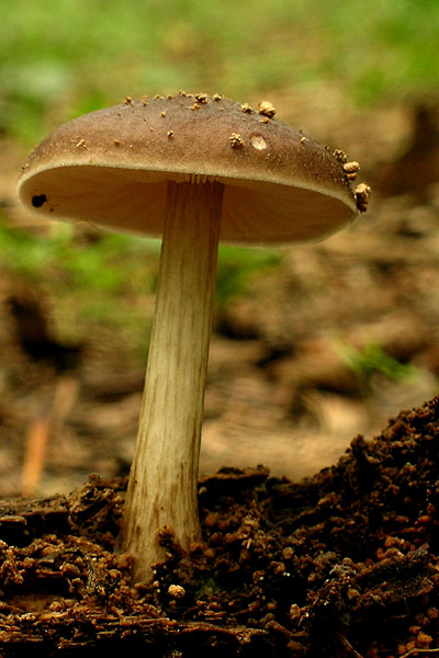 tmavuľka Melanoleuca sp.