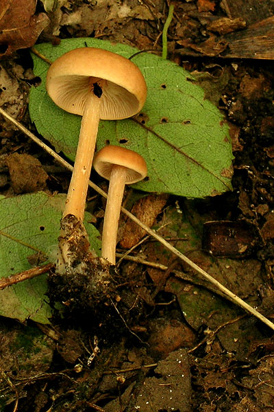 peniazovka Collybia ocior