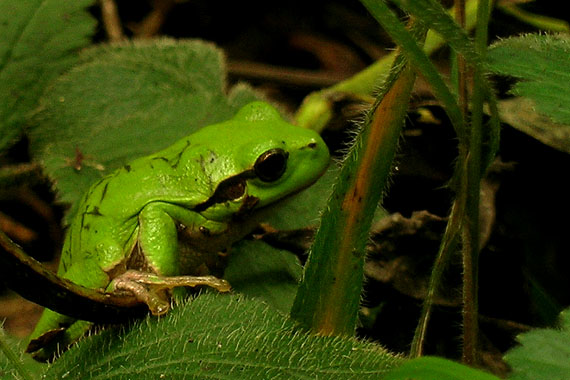 rosnička zelená Hyla arborea