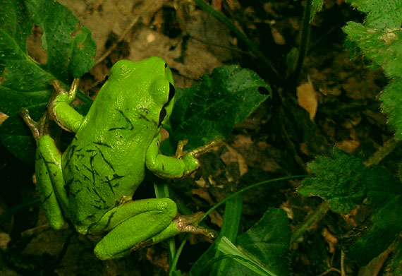 rosnička zelená Hyla arborea