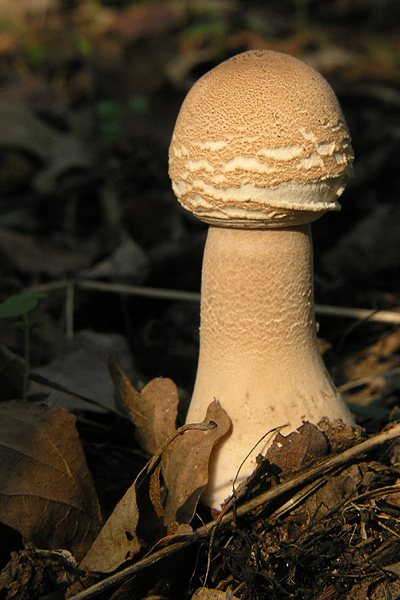 bedľa vysoká Macrolepiota procera (Scop.) Singer