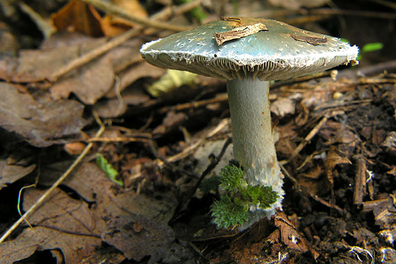 golierovka zelenomodrá Stropharia caerulea Kreisel