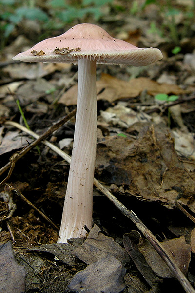 prilbička Mycena sp.