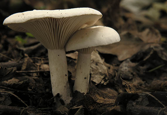 strmuľka inovaťová Clitocybe nebularis (Batsch) P. Kumm.