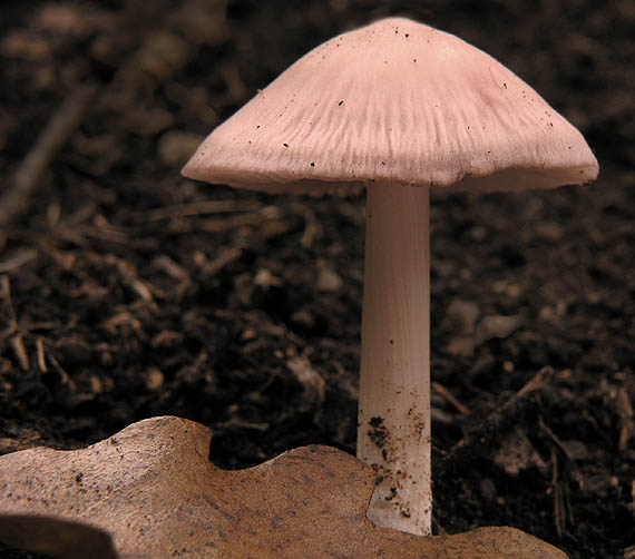 prilbička ružovkastá Mycena rosea Gramberg